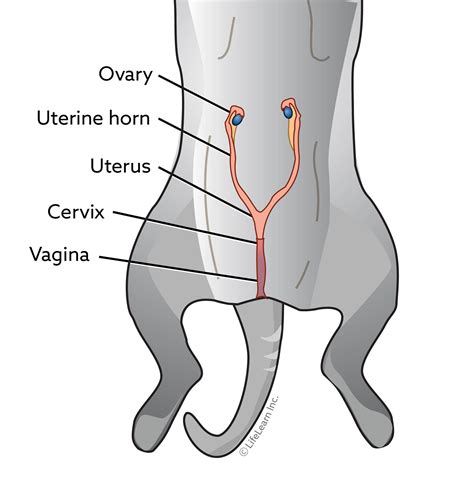 Spaying in Cats 